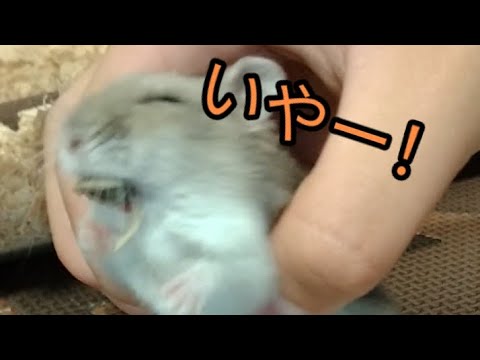 【ロング】おやつを死守するハムスター（ピク）#ハムスター #hamsters #手乗りハムスター#おやつ