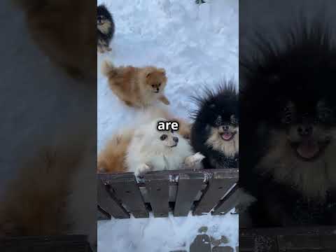 Adorable Pomeranian Puppies Playing!