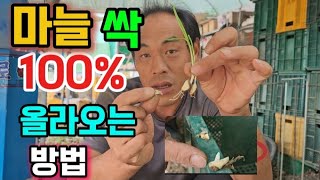 마늘싹100%한번에올라오는방법.마늘파종전반드시 이것을보고심으셔야실패없습니다.마늘파종전중요한1가지