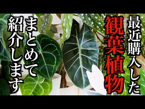 【観葉植物】最近の購入品を一気に紹介【2024年初夏〜秋まで】