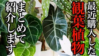 【観葉植物】最近の購入品を一気に紹介【2024年初夏〜秋まで】