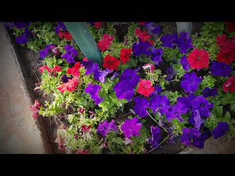 Bulaklak sa AlKhobar Water Front Sea Park