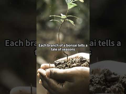 【BONSAI30 (14/30)】A Single Branch Tells a Story #History #Nature #Branch #Growth #Philosophy