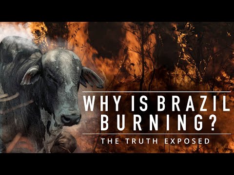 Why Is Brazil Burning? The Truth About This Illegal Deforestation | Animal Equality