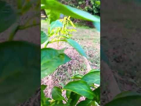 Glorious nature mini green peppers end of summer #gardening #garden #southcarolina #gardeningtips