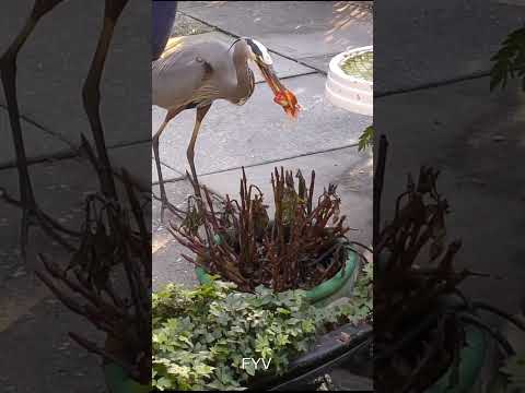 Heron Eats Goldfish FYV