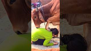 😱😲 Jai gau Mata Jai shree Krishna  #trending #shortviral #viralshort #viral #reels #viralshorts #sho