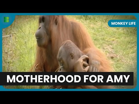 Orangutan Amy Prepares for Motherhood - Monkey Life - Documentary