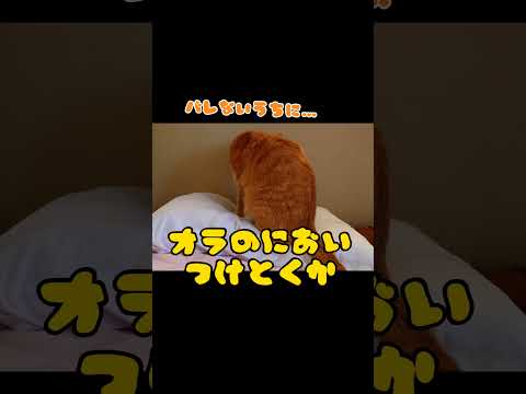 洗いたてを・・・ #猫 #shorts  #保護猫