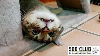 Feline Care 500 Club May 2024