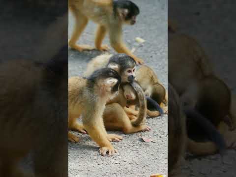 Family Squirrel Monkeys Having Fun/Primate Animals Video/Funny Video 2022/Monkeys Videos