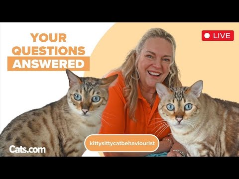 Cat Chat Tuesday - Cat Behaviour Questions Answered by Clinical Cat Behaviorist Amanda at KITTYSITTY