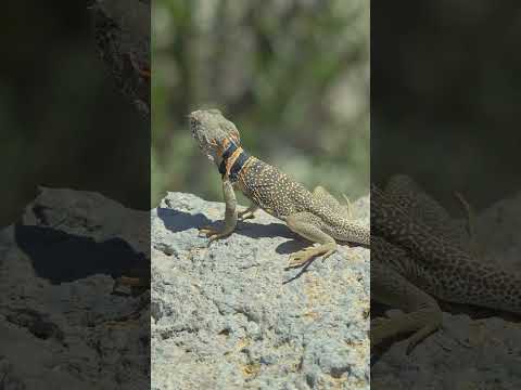 Blue Belly Lizard: All You Need to Know!   #BlueBellyLizard #WesternFenceLizard #WildlifeFacts