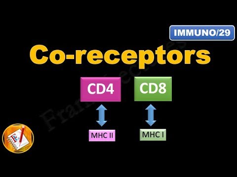 Co-receptors CD4 and CD8 (FL-Immuno/29)