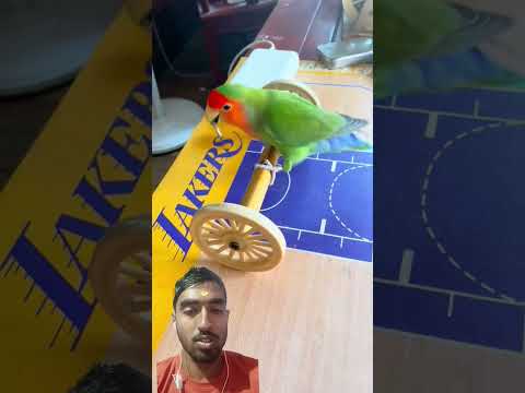 Talented parrot.. #parrottraining #parrot #funny