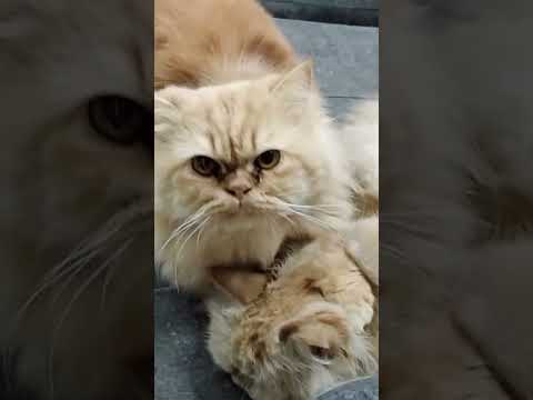 #cheeku taking care of cherry#catfamily#catlover#ilovemycat#viralvideo#video#viralvideo