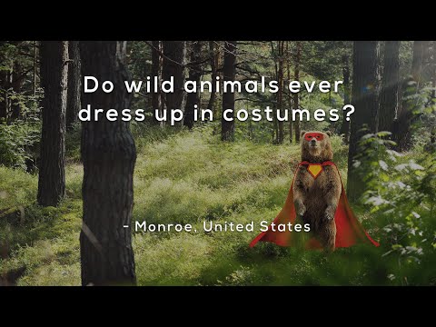 Do wild animals ever dress up in costumes?