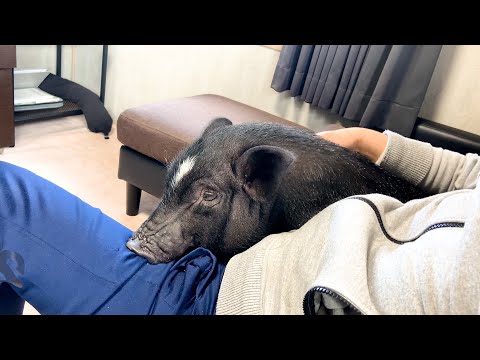 An irreplaceable year of living with micro pig came too soon