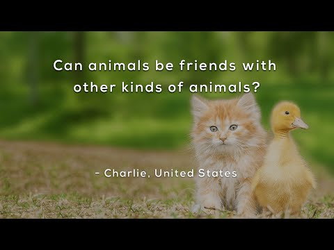 Can animals be friends with other kinds of animals?