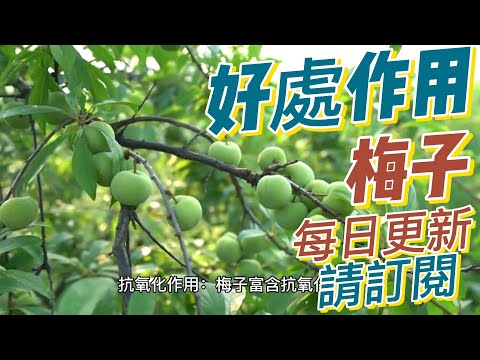 EP139 梅子  plum 的好處與作用 抗氧化作用 富含維生素 健康  養生 天然 食療 原形食物