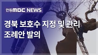 보호수 관리 조례안 제정 / 안동MBC