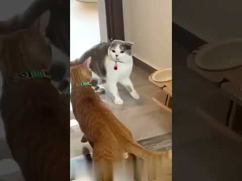 #funny #cat #pets #dog #mukbang #animals