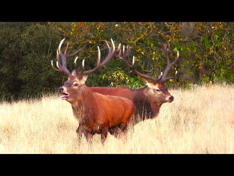 RED DEER RUT 2024 👀 PARALLEL WALKING Got a bit SCARY! 👀 Cervus elaphus