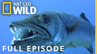 Underwater Killers (Full Episode) | World's Deadliest