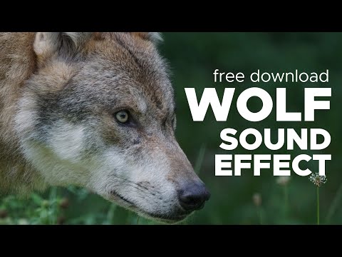 Wolf sound effects - Relaxation - Free Download - No Copyright