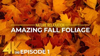 Splendid Autumn Colors in 4K UHD - Amazing Fall Foliage from All Over the World - Episode 1