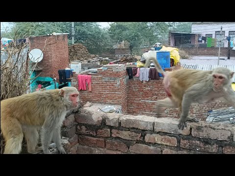 Hanuman monkey || Langur monkey || Langur hanuman || Dear Monkey