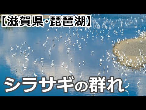 【滋賀県・琵琶湖/姉川】白鷺(シラサギ)の群れの風景