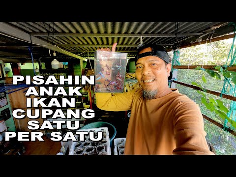 PISAHIN ANAK IKAN CUPANG SATU PER SATU