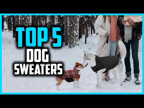 ✅Top 5 Best Dog Sweaters in 2025