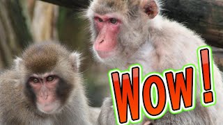 Monkeys are amazing!!Fascinating Primate Behavior: Animal Trivia Explained Series