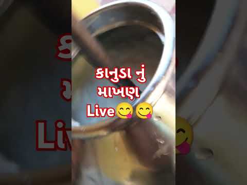 માખણ લાઈવ #shortsvideo #music #song #newsong #trending #shorts #cow #short #shortfeed