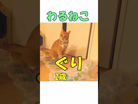 宅配便に興奮してしまう猫が可愛かった #shorts #わるねこ #猫 #わるねこニュース