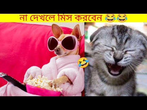 Some funny videos of animals falling || animal falling funny video 🤣😂||#animalfunny #funnyvideo