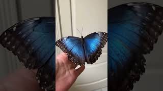 #butterfly |#terrace_garden |#terrace_garden_ideas |#maadi_thottam_ideas_in_tamil |#shortvideo