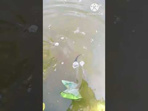 ঘৰৰ পুখুৰীত কেইটামান মাছ দিলো🐟🐟🐟