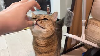 【珍行動】アイスを食ってたら鼻息をわざわざかけに来る猫ｗｗ