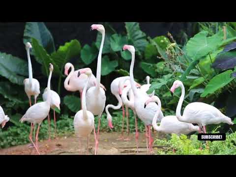 Greater Flamingos🦩| Discovery#birds#naturevideos