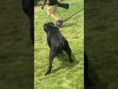 Big Rottweiler walking away #rottweiler  #dog #shorts