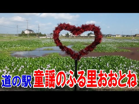 道の駅童謡のふる里おおとね　ホテイアオイ開花中　勇気と希望のまち加須（埼玉県加須市） ♪