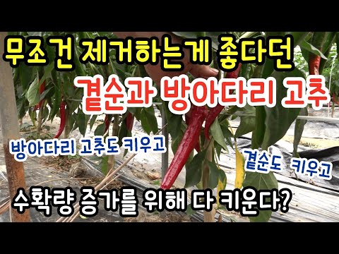 무조건 제거하는게 좋다던 곁순과 방아다리 고추를 키우면? 수확량 증가? 문제는 없을까?