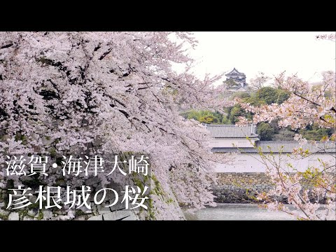 彦根城 海津大崎の桜2021【滋賀桜名所】