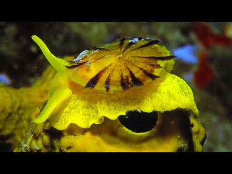 Facts: The Yellow Umbrella Slug