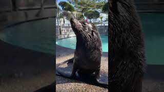 これぞオットセイ。#shorts #桂浜水族館 #キネン#ミナミアメリカオットセイ