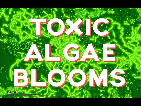 Toxic Algae Outbreaks- How toxic are they?