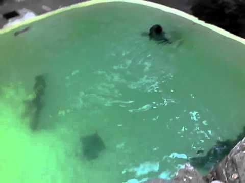 4 seal playing in the water